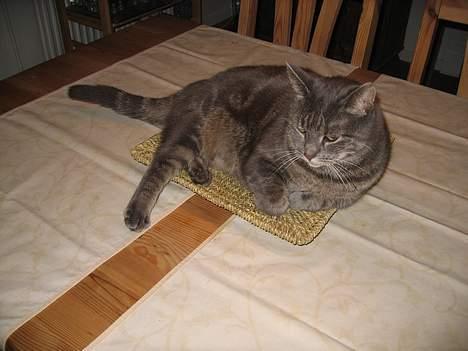 Blanding af racer Silke billede 8