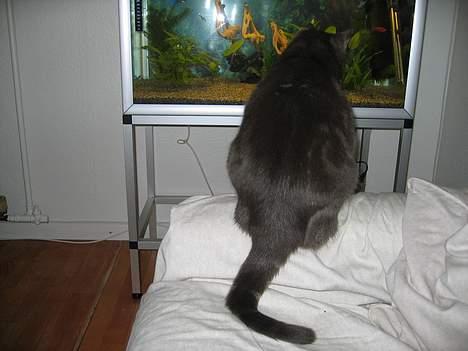 Blanding af racer Silke billede 9