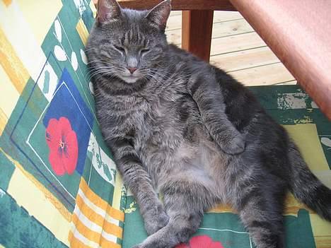 Blanding af racer Silke billede 10