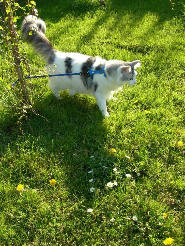 Norsk Skovkat  Na´zyias Elo Honningbi  - 07.05.08 Elo i haven billede 10