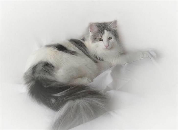 Norsk Skovkat  Na´zyias Elo Honningbi  - Elo Honningbi 19.01.08 billede 11