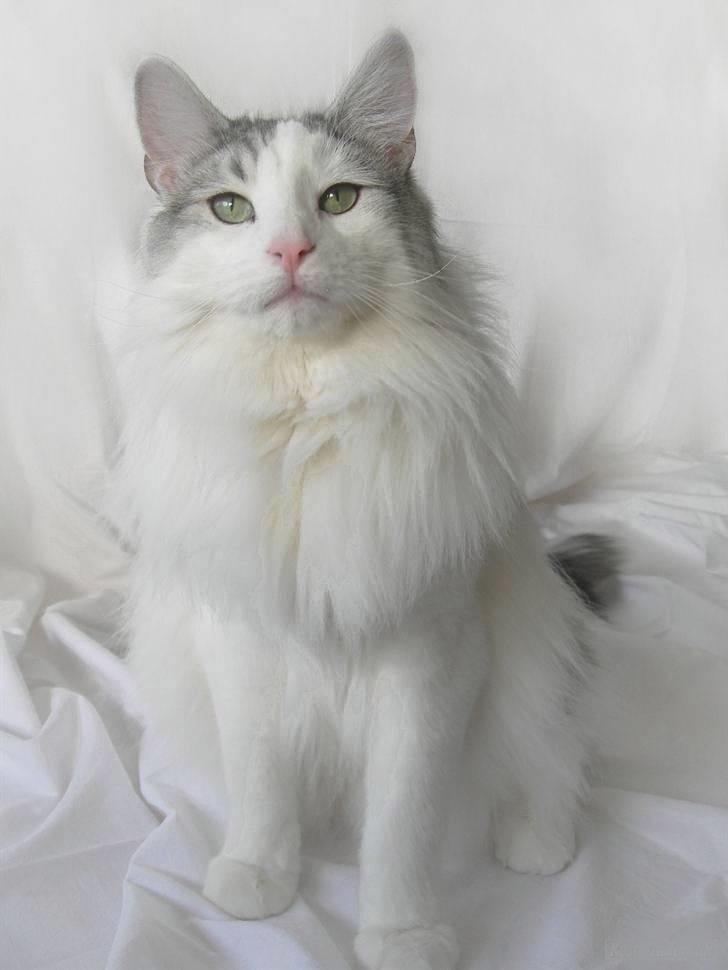 Norsk Skovkat  Na´zyias Elo Honningbi  - Elo Honningbi 19.01.08  billede 12