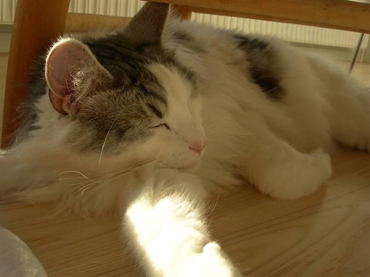 Norsk Skovkat  Na´zyias Elo Honningbi  - Elo 27.01.08. Får en lille lur billede 13