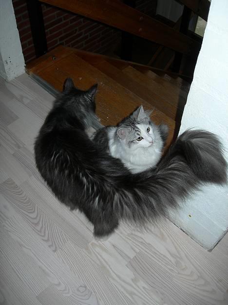 Norsk Skovkat  Na´zyias Elo Honningbi  - 2007 marts - Elo med storesøster Hera billede 14