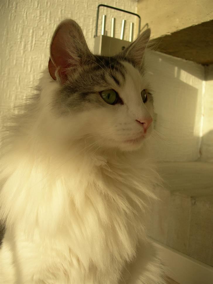 Norsk Skovkat  Na´zyias Elo Honningbi  - Elo- 16/12-2007 billede 15