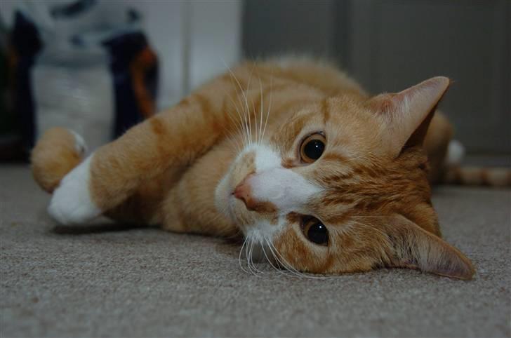 Huskat Frandsen billede 1