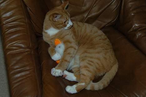 Huskat Frandsen billede 3