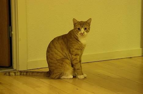 Huskat Frandsen billede 4