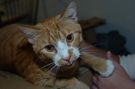 Huskat Frandsen billede 5