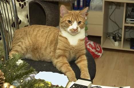 Huskat Frandsen - Jeg holder øje med jer. :-) billede 6