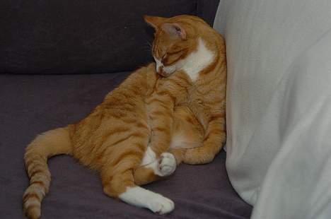 Huskat Frandsen billede 7