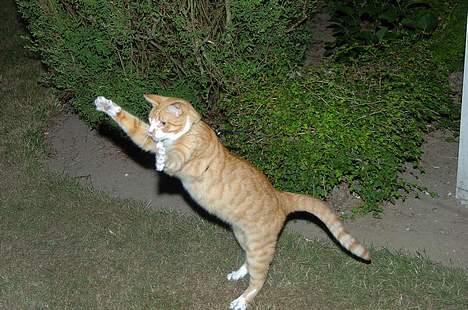 Huskat Frandsen - Jeg skal nok få fat i dig, dumme flue. billede 8