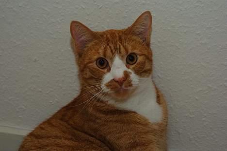 Huskat Frandsen billede 9