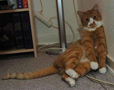 Huskat Frandsen billede 10