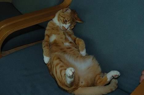 Huskat Frandsen - Puha. En hel dag hos svigerforældrene er godt nok hårdt. billede 11