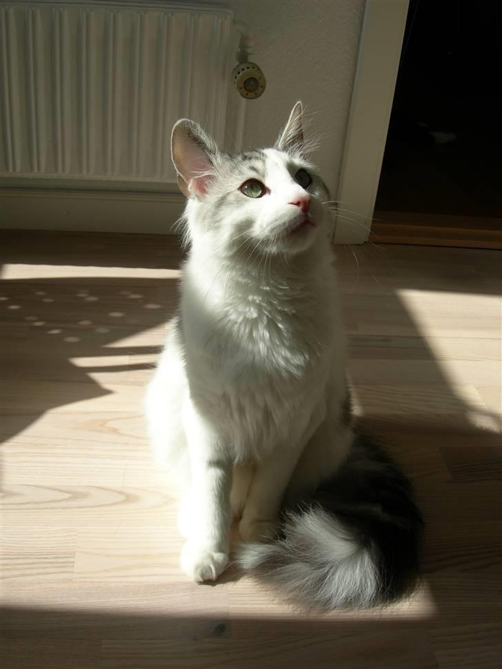 Norsk Skovkat  Na´zyias Elo Honningbi  - 2007 - 13/7- Smukke Elo billede 16