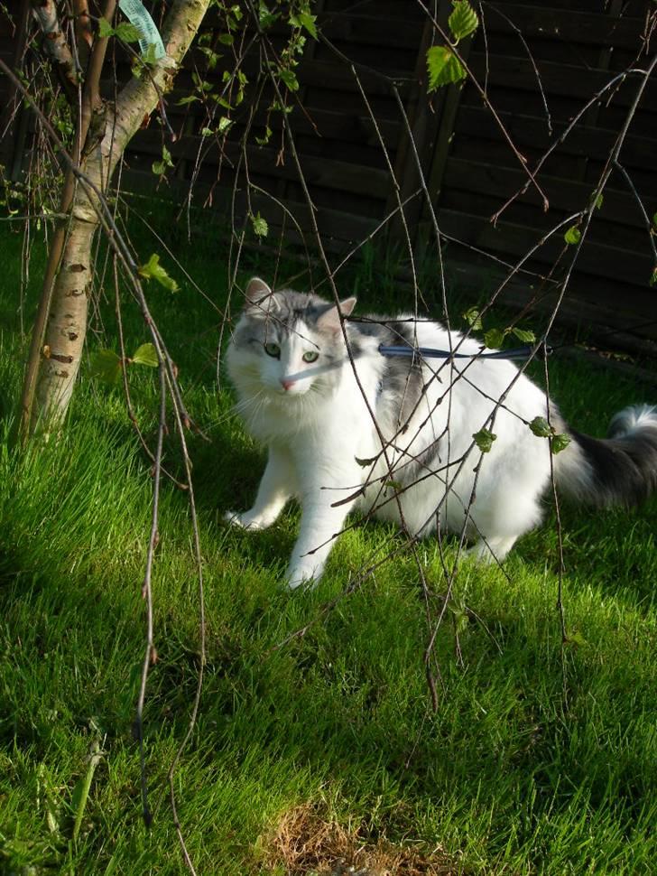 Norsk Skovkat  Na´zyias Elo Honningbi  - 07.05.08 Elo i haven med sele - yder det helt vildt billede 17