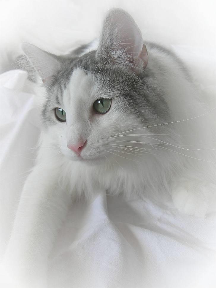 Norsk Skovkat  Na´zyias Elo Honningbi  -  Elo 19.01.08 billede 18