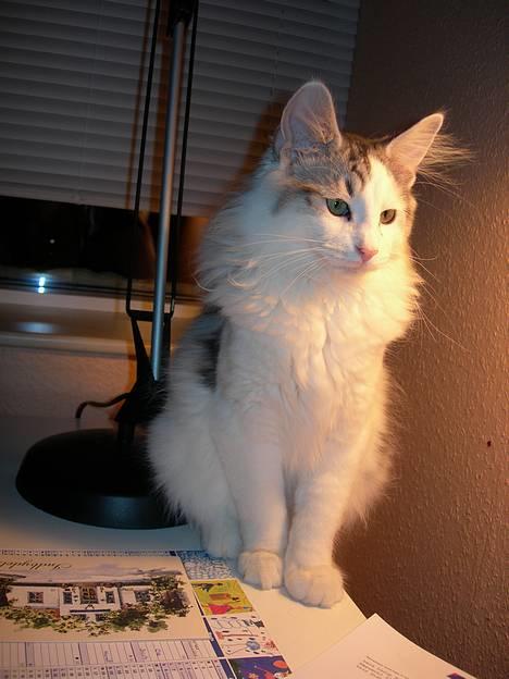 Norsk Skovkat  Na´zyias Elo Honningbi  - 2007 feb. - Fanget i et stille øjeblik billede 19