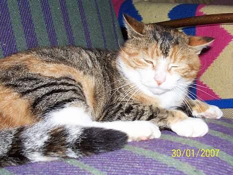 Blanding af racer mille kaldet miau billede 1