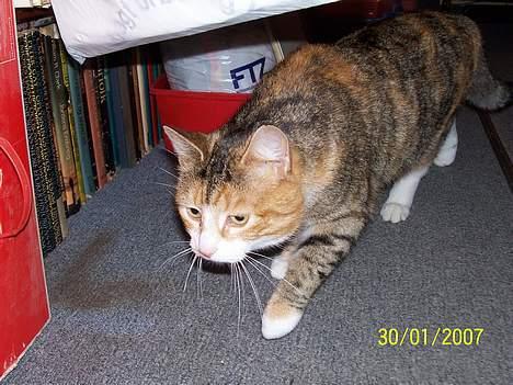 Blanding af racer mille kaldet miau billede 2