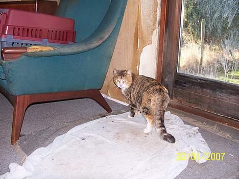 Blanding af racer mille kaldet miau billede 3