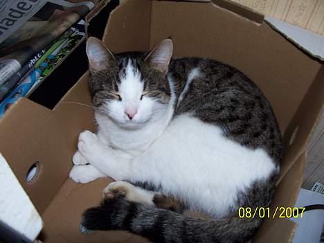 Blanding af racer Nora  billede 2