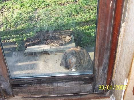 Blanding af racer mille kaldet miau billede 4