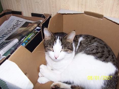 Blanding af racer Nora  billede 3