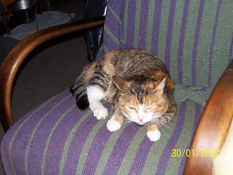 Blanding af racer mille kaldet miau billede 5