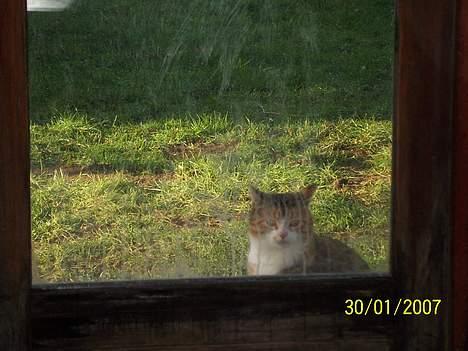 Blanding af racer mille kaldet miau billede 6