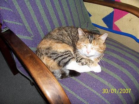 Blanding af racer mille kaldet miau billede 7