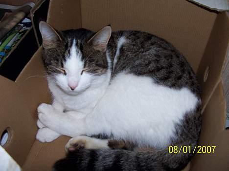 Blanding af racer Nora  billede 5