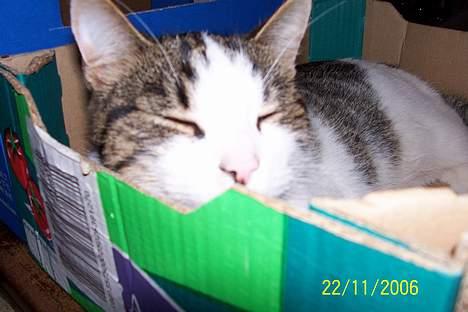 Blanding af racer Nora  billede 6