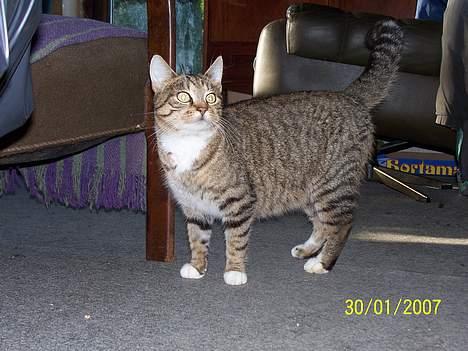 Blanding af racer Grålle  billede 1