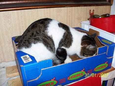 Blanding af racer Nora  billede 7