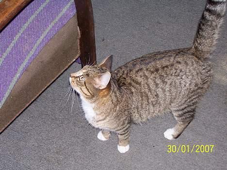 Blanding af racer Grålle  billede 2