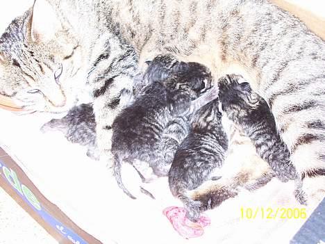 Blanding af racer Grålle  billede 3