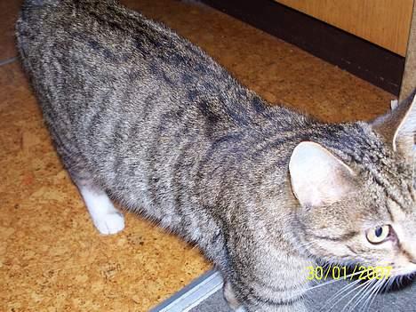 Blanding af racer Grålle  billede 4