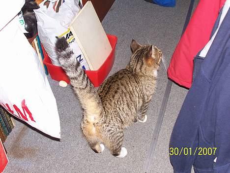 Blanding af racer Grålle  billede 5