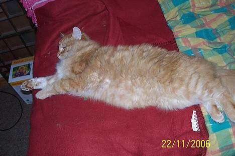 Blanding af racer Tot billede 6