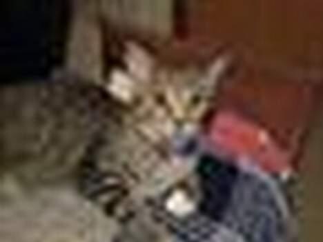 Blanding af racer Grålle  - Lidt sløret da det er taget på mobilen.  billede 6