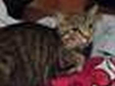 Blanding af racer Grålle  - Lidt sløret da det er taget på mobilen.  billede 7