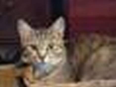 Blanding af racer Grålle  - Lidt sløret da det er taget på mobilen.  billede 8