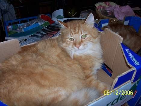 Blanding af racer Tot billede 7