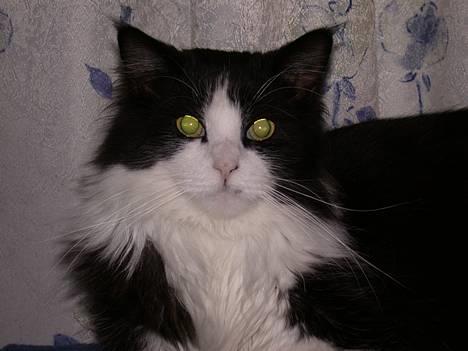 Norsk Skovkat Samson*RIP 25.Januar 08* - Jeg nedstirre dig lige mor...  billede 1