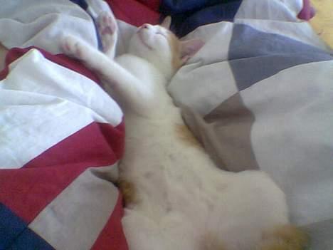 Huskat Molly - ah..det er skønt at være kat... billede 1