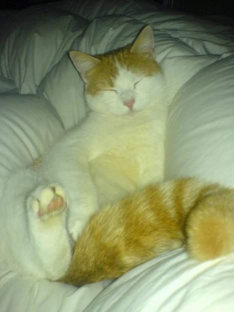 Huskat Molly - Zzzzz Zzzzzz Zzzzzz billede 2