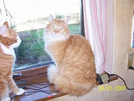 Blanding af racer Tot billede 9