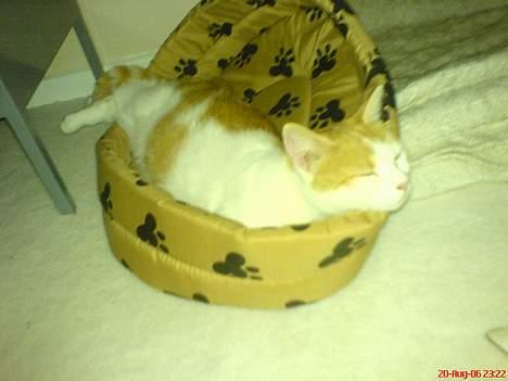 Huskat Molly - Mmmm.. Hvem vil ikke gerne være kat.. billede 3